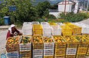 忠縣地區(qū)柑橘種植技術(shù)推廣_周末想去重慶忠縣玩玩