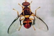 柑橘的病蟲害防治方法視頻_蘭花介殼蟲你是怎么處理掉的 柑橘的病蟲害防治方法視頻_蘭花介殼蟲你是怎么處理掉的