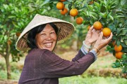 秋季柑橘易發(fā)生的病蟲害_冬天柑橘施羊糞的正確方法