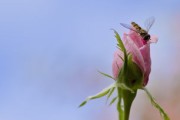 沃柑種下多久開(kāi)花結(jié)果（沃柑種下多久可以施肥）