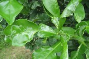 柑橘病蟲害防治圖鑒放大_柑橘樹新梢生長期