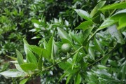 柑橘種植技術(shù)防病_石硫合劑在果樹上怎么用