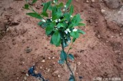 柑橘一年幼樹種植管理技術(shù)_沙糖桔新種幼樹要施底肥嗎