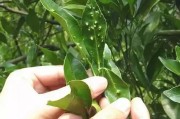 柑橘病蟲害圖譜與用藥指導(dǎo)_柑橘二保什么時(shí)間打藥 柑橘病蟲害圖譜與用藥指導(dǎo)_柑橘二保什么時(shí)間打藥
