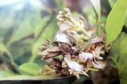 柑橘灰霉病的種植技術(shù)和管理_柑橘花蕾期能打春雷王銅嗎