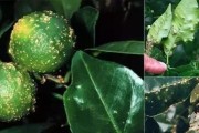 柑橘10種常見病害圖譜(柑橘10種常見病害圖譜視頻)