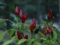 沙糖桔苗幾年才結果（沙糖桔樹苗什么時候發(fā)芽）