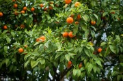 柑橘4月份病蟲(chóng)害管理要點(diǎn)_柑橘潰瘍病防治最新方法