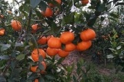 柑橘種植前景技術(shù)_四川南充要種植300萬(wàn)畝晚熟柑橘