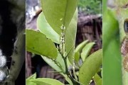 柑橘6月份病蟲害圖片_柑橘裂皮病是怎么發(fā)生的 柑橘6月份病蟲害圖片_柑橘裂皮病是怎么發(fā)生的