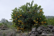 國外柑橘果樹種植先進(jìn)技術(shù)_農(nóng)田種柑橘合法嗎 國外柑橘果樹種植先進(jìn)技術(shù)_農(nóng)田種柑橘合法嗎