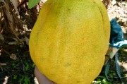 四季柑橘種植技術_動物在四季的生命現(xiàn)象和行為方式