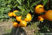 柑橘種植科學(xué)合理施肥技術(shù)_廣甘柑種植技術(shù)與管理