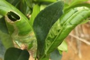 柑橘種植保水技術土壤_冬天需要澆水嗎