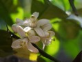 柑橘開花慢什么病害引起（柑橘開花期如何管理）
