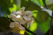 柑橘開花慢什么病害引起（柑橘開花期如何管理）