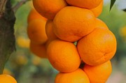 一月份柑橘種植技術(shù)視頻_養(yǎng)貓之前要知道哪些事