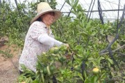 柑橘種植起壟技術(shù)實(shí)圖_塔羅科血橙主要物候期是何時(shí)