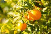 柑橘綠色種植管理技術(shù)_綠色與青色怎樣區(qū)分