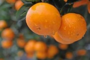 金秋柑橘幼苗病蟲害用藥_除夜蛾外還有哪些害蟲會導(dǎo)致柑桔腐爛