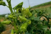 柑橘的常見(jiàn)病蟲(chóng)害防治方法_柑橘潛葉蛾蠢蠢欲動(dòng)