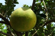 貴州省柑橘種植面積多少（2020年柑橘種植面積）