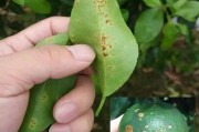 柑橘常見病害有哪些打什么藥(秋季柑橘病蟲害防治用什么農(nóng)藥)