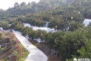 柑橘病蟲害防治占紅木_彩色巧克力里面加的是那種色素呢