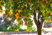 柑橘的栽培種植技術(shù)_柑橘種植距離應(yīng)該為多少米