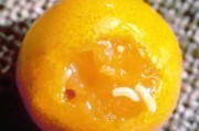 柑橘幼果期病蟲(chóng)害圖片及防治_沃柑幼果防什么蟲(chóng)