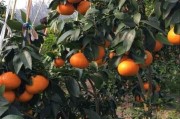 6月柑橘種植肥水管理技術(shù)_柑橘應(yīng)怎樣施用水溶肥更高效 6月柑橘種植肥水管理技術(shù)_柑橘應(yīng)怎樣施用水溶肥更高效