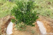 柑橘種植管理技術(shù)培訓(xùn)內(nèi)容_東北柑橘種植技術(shù)