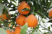 柑橘種植技術(shù)及管理_我家現(xiàn)有幾東槐楊梅有7年這樣了
