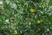 柑橘病蟲(chóng)害防治時(shí)間表圖片_柑桔栽種過(guò)程中有哪些病蟲(chóng)害