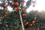 柑橘和臍橙的病蟲害_防治臍橙潰瘍病有什么最好的藥