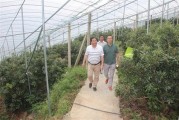 山西柑橘大棚種植技術(shù)_柑橘打藥一年幾次最好