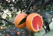 柑橘病蟲害正規(guī)果農(nóng)網(wǎng)_噴什么藥可以防裂果