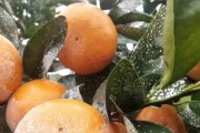 柑橘保果蔬菜種植技術(shù)_保果期可以使用代森錳鋅嗎