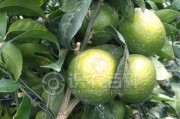 柑橘日灼種植技術(shù)_柑橘樹(shù)曬傷了怎么起死回生