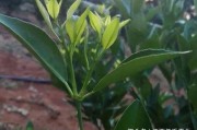 柑橘冬季種植技術_柑橘冬季嫁接方法