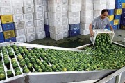 海南柑橘苗種植技術(shù)_香水檸檬大片種植有什么好的種植方法讓果樹(shù)粗壯果實(shí)多