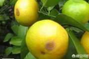柑橘技術(shù)員病蟲害防治_怎么樣防治果樹上的蚧殼蟲