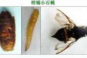 柑橘病蟲害防治的圖片_洪澇災害后柑橘脂點黃斑病大爆發(fā)