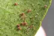 砂糖柑橘種植技術(shù)_柑橘樹怎樣種植最好 砂糖柑橘種植技術(shù)_柑橘樹怎樣種植最好