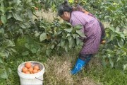 柑橘豐收種植技術(shù)_怎么做才能把橘子銷售出去