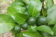 7月柑橘季節(jié)預(yù)防病蟲害_柑橘放晚夏梢有利有弊