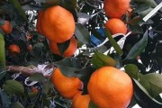 維持春見柑橘種植技術(shù)_甘平柑橘和明日見柑橘哪個好