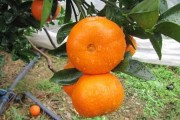 柑橘春見(jiàn)種植技術(shù)_愛(ài)媛46號(hào)柑桔介紹