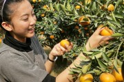 臺州柑橘種植技術視頻教程_黃巖是哪個省
