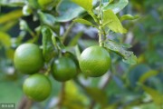 川渝柑橘種植技術(shù)_中國哪里農(nóng)業(yè)最發(fā)達(dá)